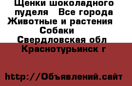 Щенки шоколадного пуделя - Все города Животные и растения » Собаки   . Свердловская обл.,Краснотурьинск г.